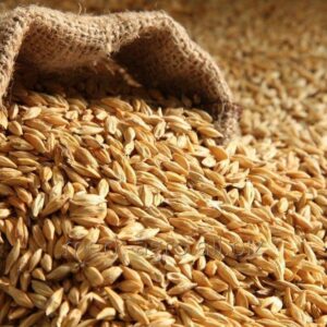 Barley Malt For Sale