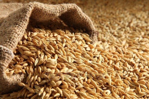 Barley Malt For Sale