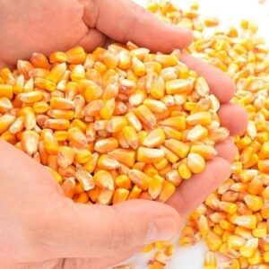 Dry White and Yellow Corn For Sale