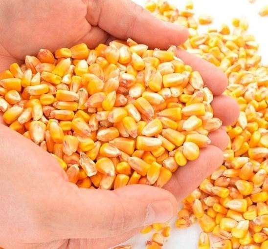 Dry White and Yellow Corn For Sale