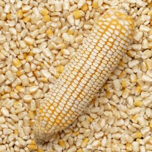 Dry White and Yellow Corn For Sale