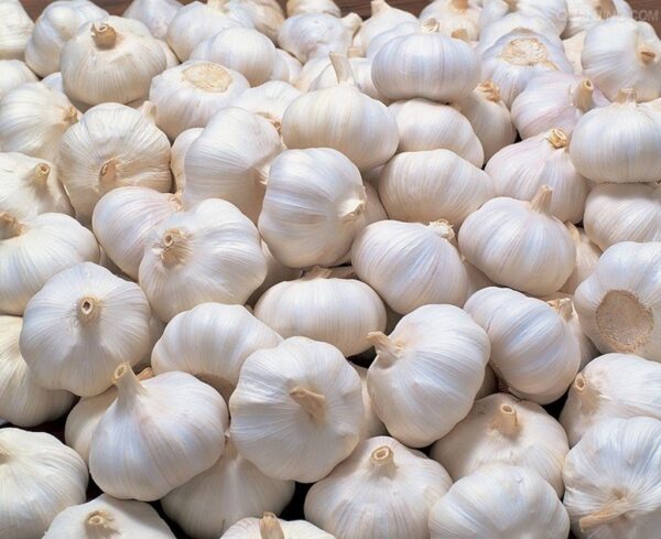 Fresh Garlic For Sale