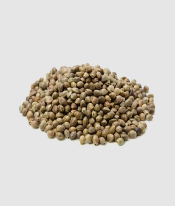 Buy Hemp Seeds Supplies in Bulk