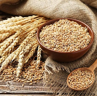 Wheat Grain For Sale