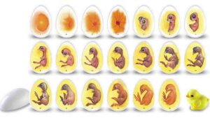 Buy fertile chicken eggs