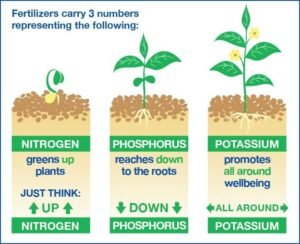 Phosphorus Fertilizers