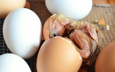 Fertile Chicken Eggs For Sale