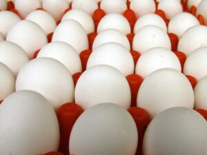fertile chicken eggs