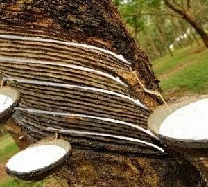 Natural Rubber